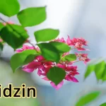 oridzin